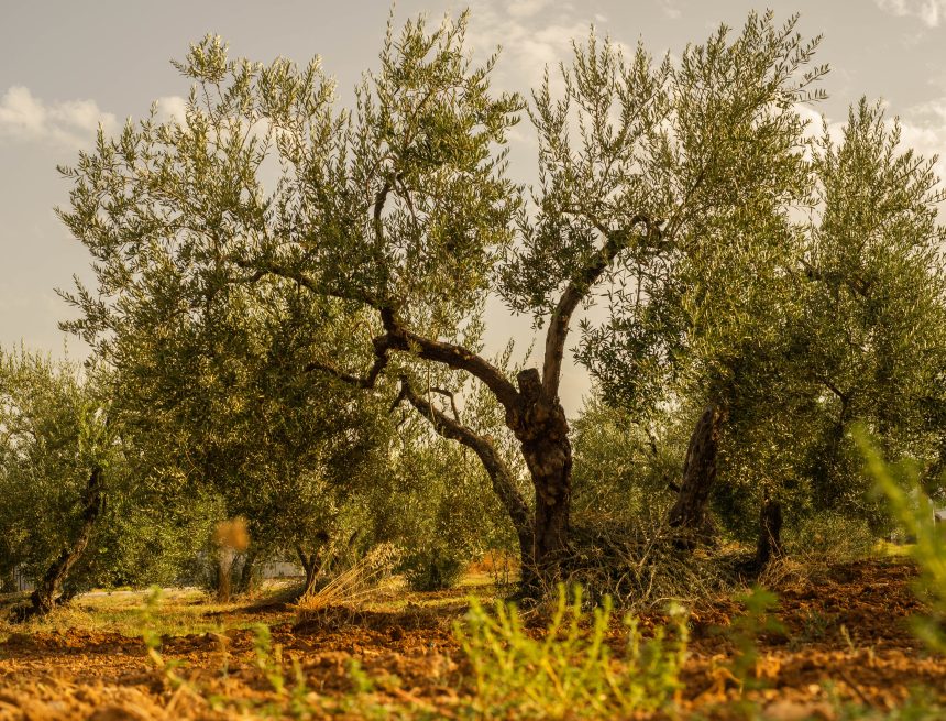 SUMUD | Kavram Atlası 